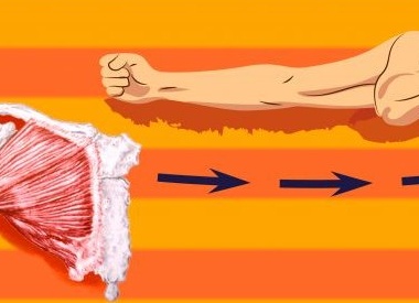 Как накачать грудные мышцы