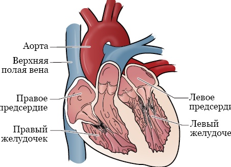 Зачем рассчитывать ЧСС, если вы решили заняться спортом