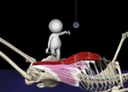 Чем вредны подъёмы корпуса и как сделать их безопасными