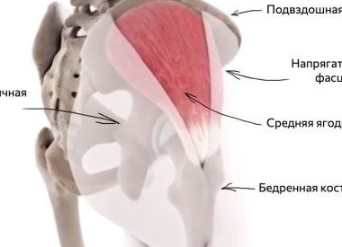 Как и зачем нужно укреплять средние ягодичные мышцы