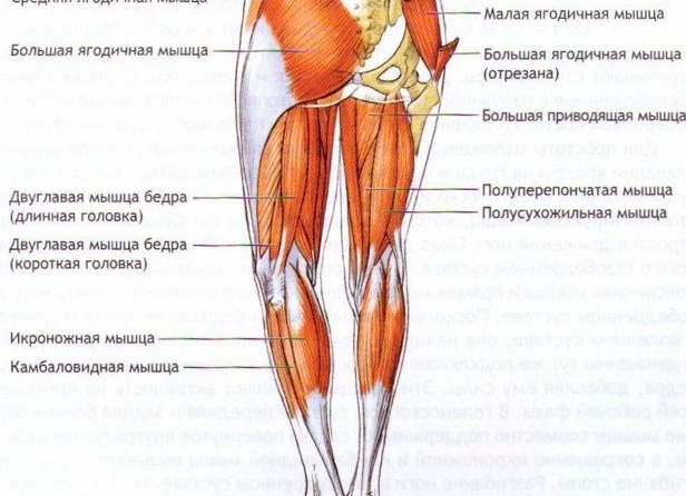 Физика баланса в йоге. Часть 2: сила